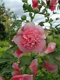 Hollyhock Double 2 